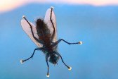 fly, insect, macro photo, studio