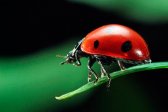 insect, ladybird, macro photo, studio