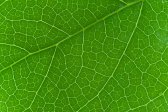 abstract, leaf, macro, macro photo, photo plants, studio, textures