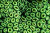 abstract, Close up, leaf, macro, macro photo, outdoor, Socotra islands, Sony A-900, textures, top view, Yemen