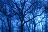 deciduous, evening, fog, forest, outdoor, park, photo flower, photo plants, spring, tree