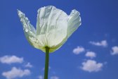 clouds, day, outdoor, photo flower, photo plants, sky, spring, wildflowers