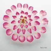 macro, ornamental plant, photo flower, photo plants, studio