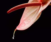 macro, ornamental plant, photo flower, photo plants, studio, water