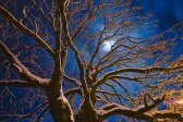 abstract, deciduous, evening, forest, moon, night, outdoor, park, photo plants, sky, snow, tree, winter