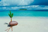 Maldives, beach, clouds, coast, coastline, coconut, day, fruit, ocean, outdoor, photo landscape, photo nature, photo plants, sea, sky, spring, summer, tourism, water, wave