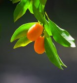 Fortunella, day, fruit, leaf, outdoor, park, photo nature, photo plants, spring, summer, tree