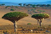 art gallery, best, evening, journey travel tour voyage, mountains, Nature and Travel Stock Photography, outdoor, photo landscape, photo nature, photobank, photographic picture, posters, Socotra islands, Sony A-900, stock photo, summer, sunset, trees, Yemen