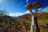 art gallery, best, day, hills, journey travel tour voyage, mountains, Nature and Travel Stock Photography, outdoor, photo landscape, photo nature, photobank, photographic picture, posters, Socotra islands, Sony A-900, stock photo, summer, trees, Yemen