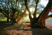 art gallery, best, forest, journey travel tour voyage, morning, Nature and Travel Stock Photography, outdoor, photo landscape, photo nature, photobank, photographic picture, posters, Socotra islands, Sony A-900, stock photo, summer, tourism, trees, Yemen